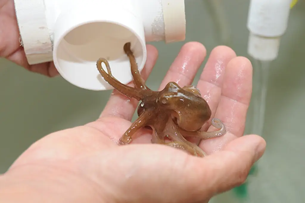 Imagen Pulpos buscan aguas más profundas ante calentamiento de océanos, revela la UNAM 