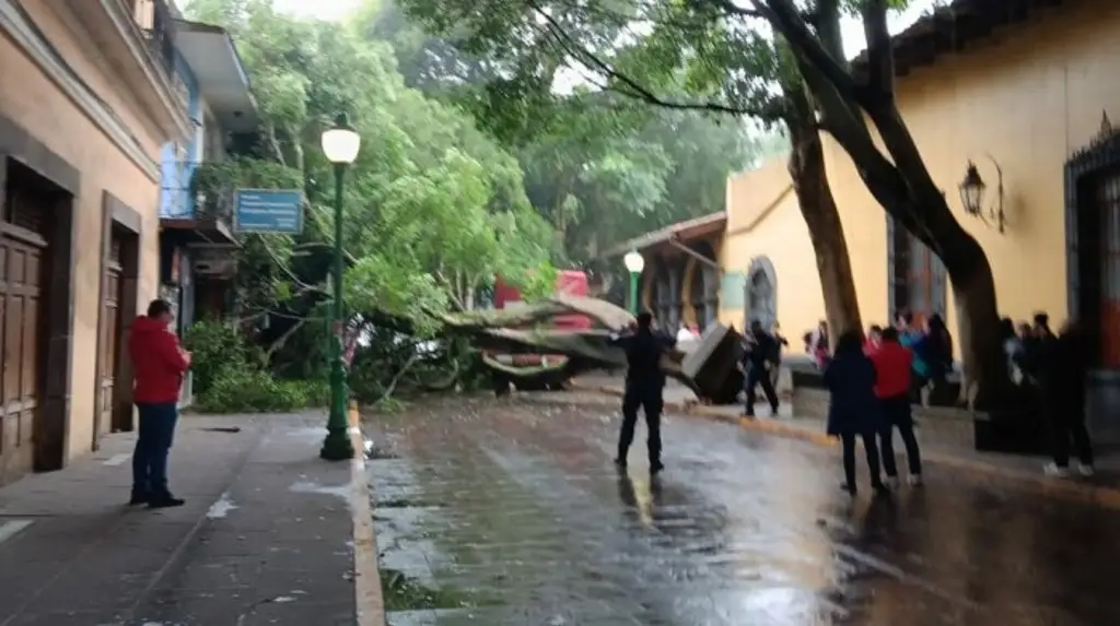 Imagen Cae gran árbol en centro de Coatepec