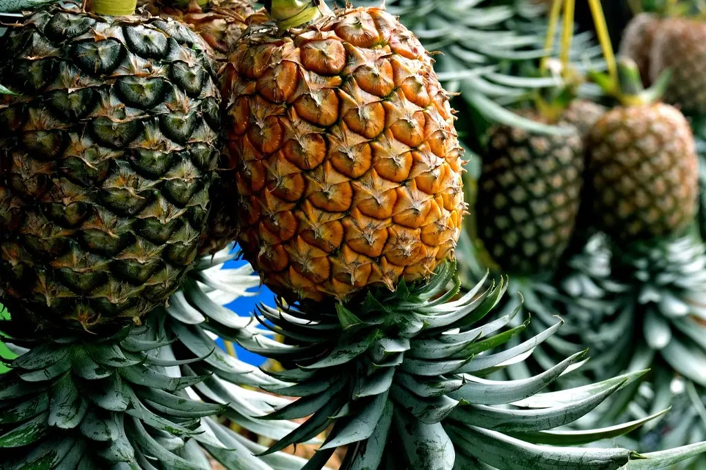 Imagen Por sequía, en 2024 bajó producción de piña en Veracruz