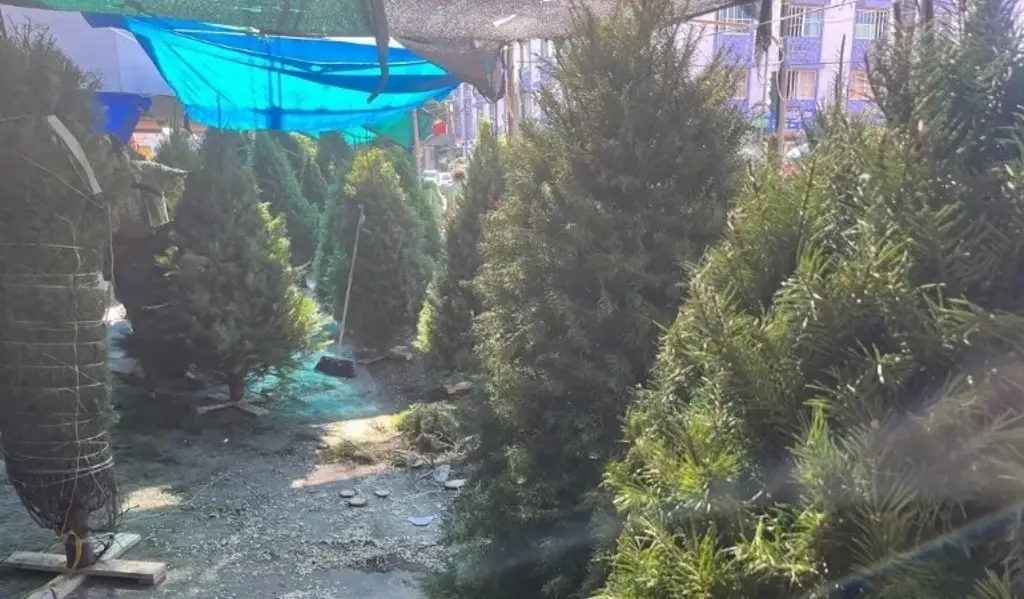 Imagen Checa a dónde puedes llevar tu árbol de Navidad en Veracruz si ya no lo ocupas 