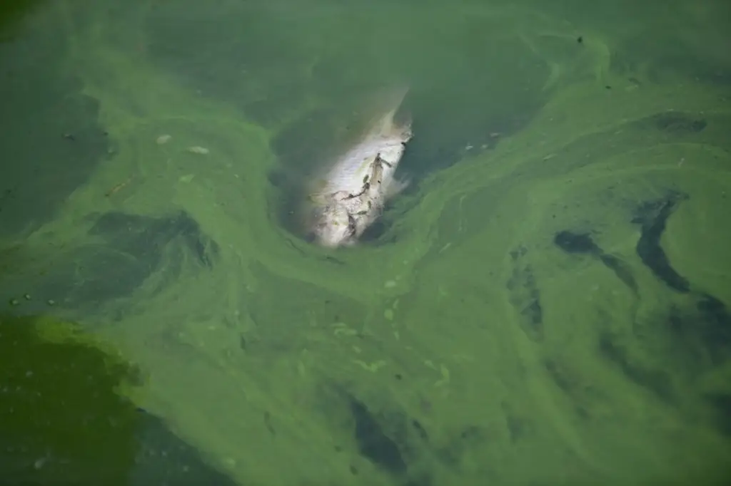 Imagen Sobrevive a los estragos de la contaminación el Paseo de Los Lagos en Xalapa, Veracruz 