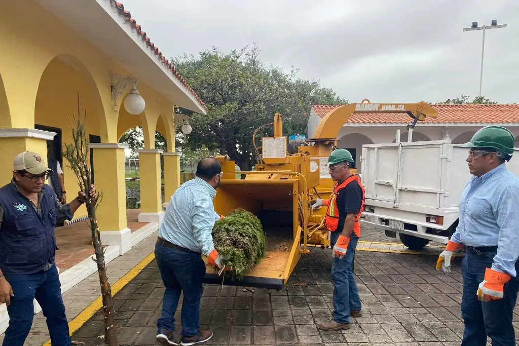 Imagen Arranca programa de reciclaje de pinos de Navidad, estos son los centros de acopio en Veracruz