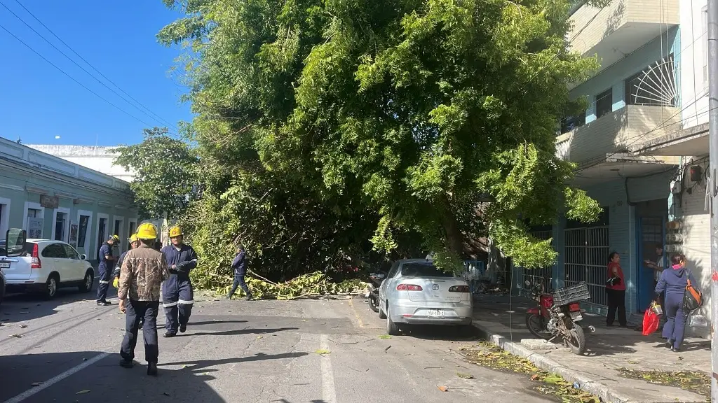 Imagen Enorme árbol cae en avenida 20 de noviembre de Veracruz; hay 3 carros dañados