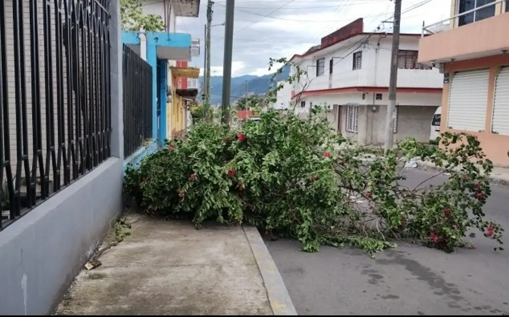 Imagen Árboles caídos, cables reventados y láminas desprendidas deja surada en Orizaba, Veracruz