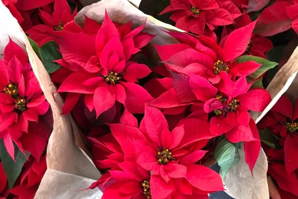 Imagen En Catedral de Veracruz donaron 300 flores de Nochebuena