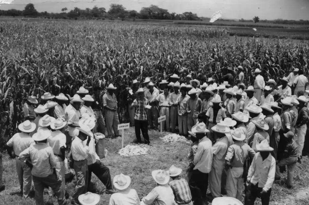 Imagen Campo Experimental Cotaxtla lleva 70 años en el desarrollo de tecnologías 