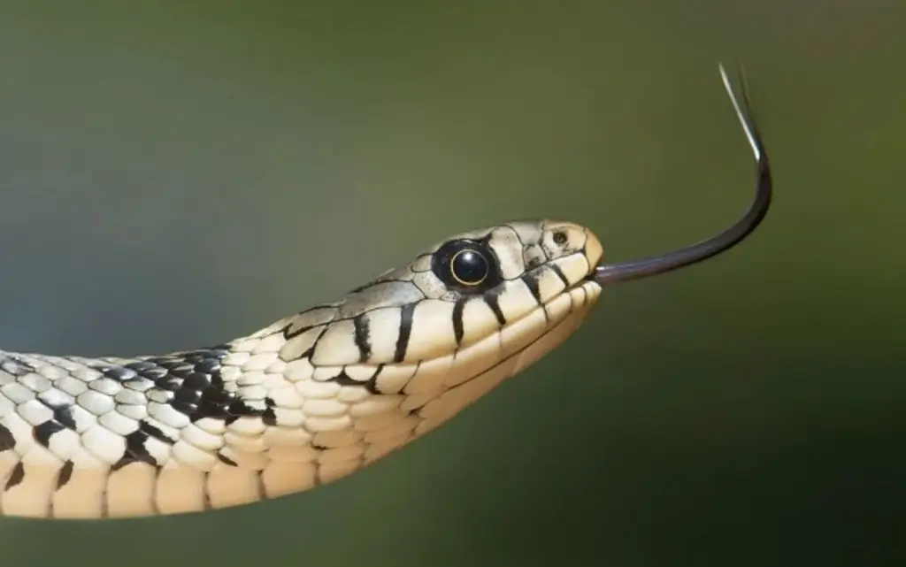 Imagen Proteínas diseñadas con IA neutralizan las toxinas letales del veneno de serpiente: Estudio