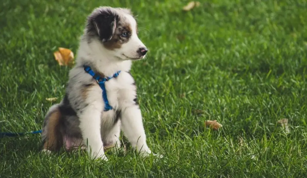 Imagen ¿Qué es el parvovirus y cómo proteger a las mascotas? 