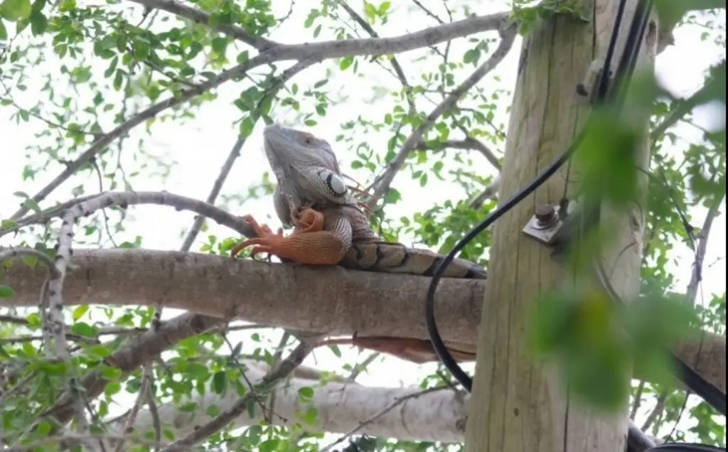 Imagen Despliegan operativo para protección de las iguanas por bajas temperaturas en Tuxpan, Veracruz