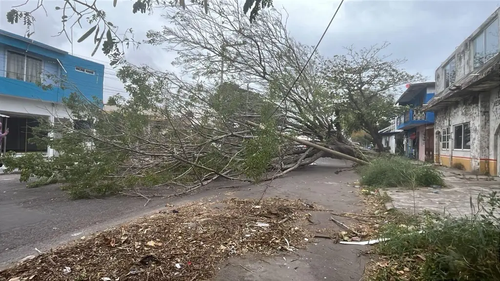 Imagen Cae gran árbol por fuertes rachas de viento en Veracruz 