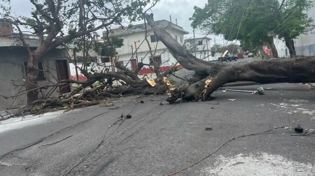 Imagen Árbol cae junto con poste de CFE en colonia Formando Hogar