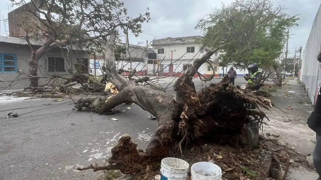 Imagen Árboles caídos, carros dañados, pastizales en llamas, lo que deja el norte en Veracruz