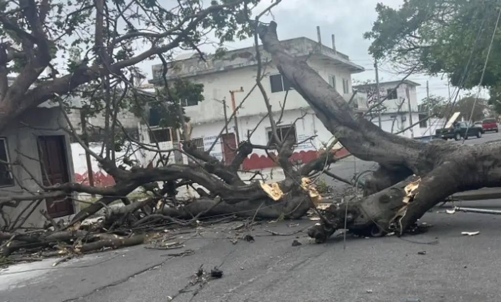 Imagen Decenas de árboles y postes caídos, fachadas afectadas, lo que dejó el viento en Boca del Río