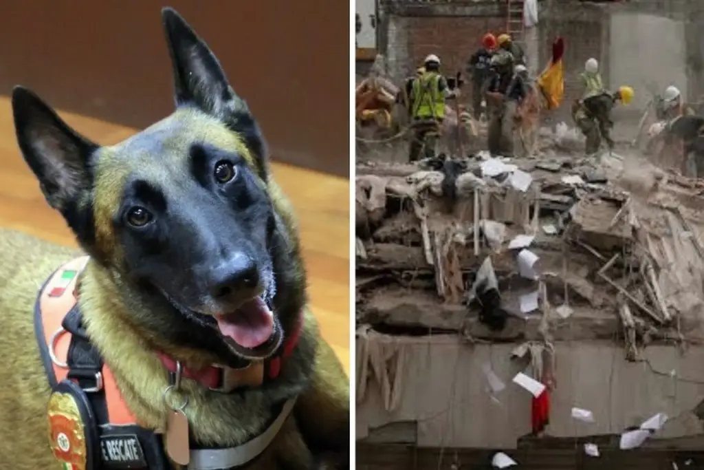 Imagen Murió el pastor belga 'Rex', el héroe canino tras sismo del 19 de septiembre