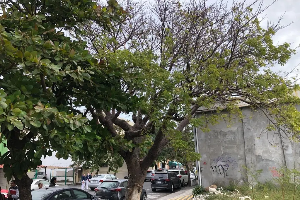 Imagen Piden talar árbol que está por caer y toca cables de alta tensión; es un riesgo