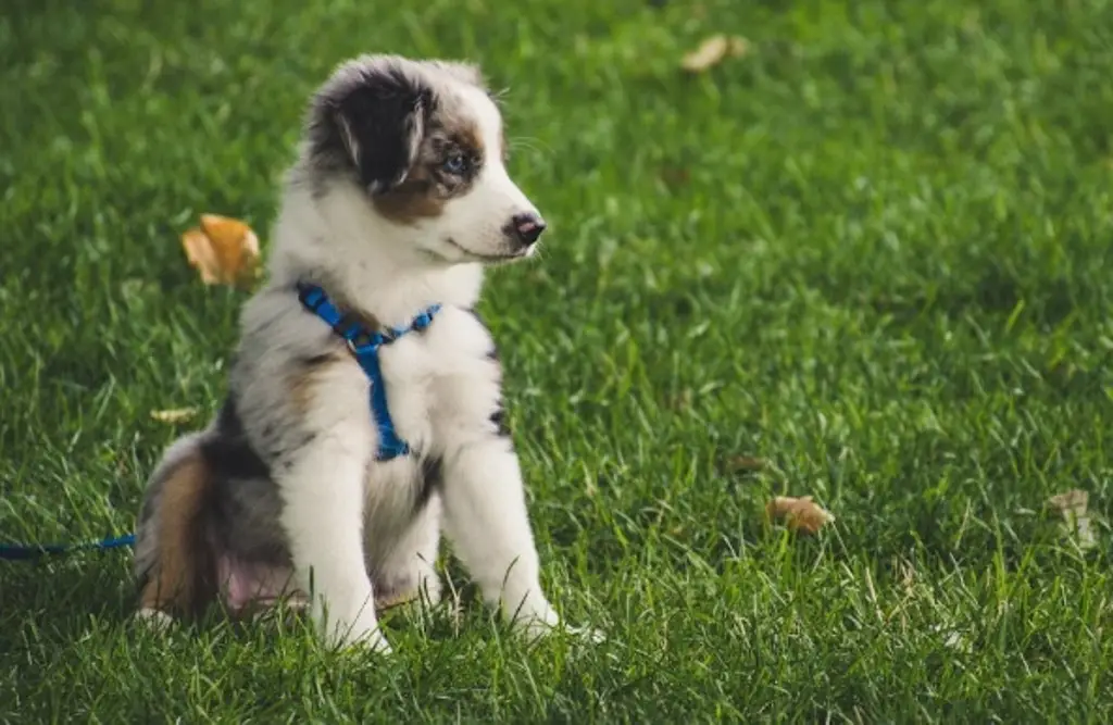 Imagen ¿Qué es la incontinencia urinaria en los perros?