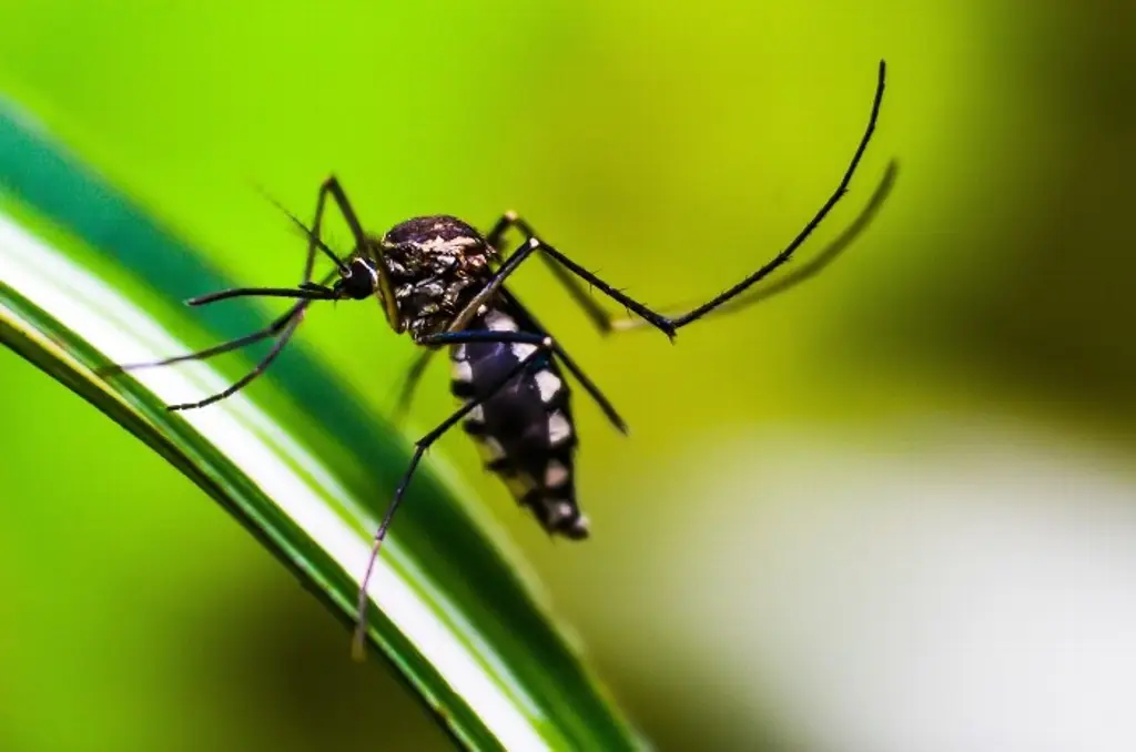 Imagen Siguen los casos de dengue en Veracruz; Cruz Roja atendió a 15 personas en diciembre