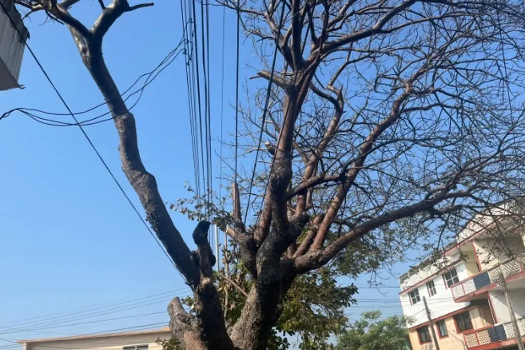 Imagen Piden a CFE terminar poda de árbol que toca cables de alta tensión en Veracruz