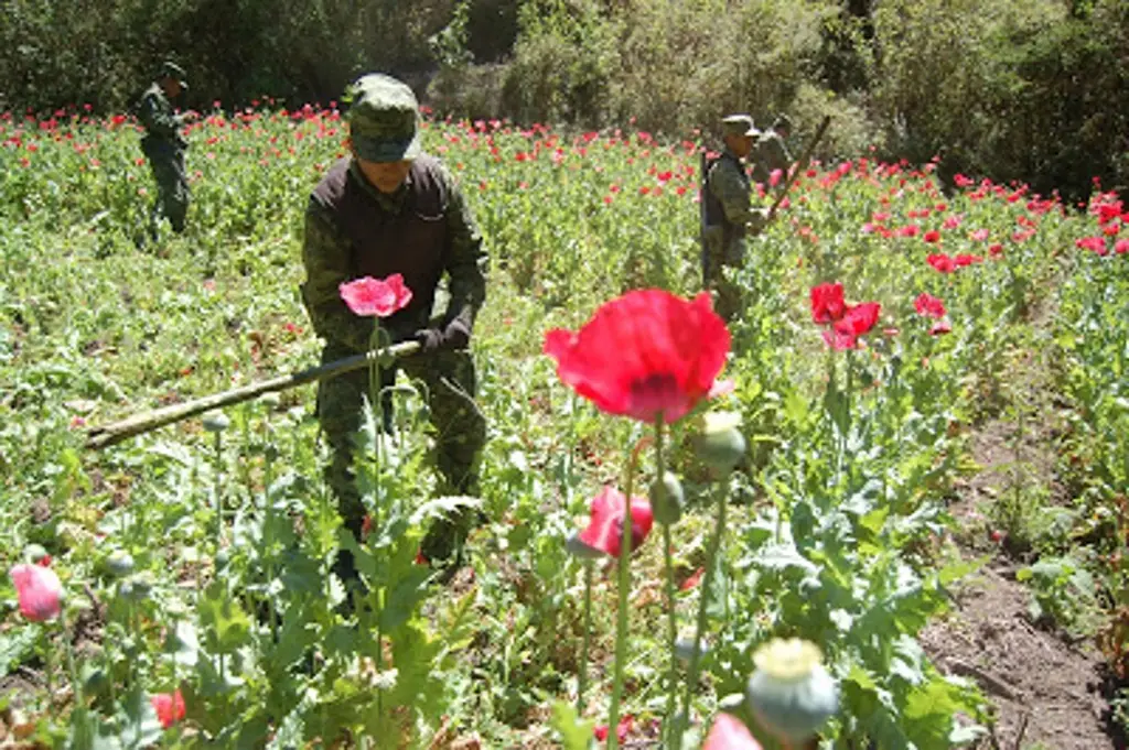 Imagen Semar erradica 6 plantíos de amapola que pudieron producir 49.3 mdd de ganancias