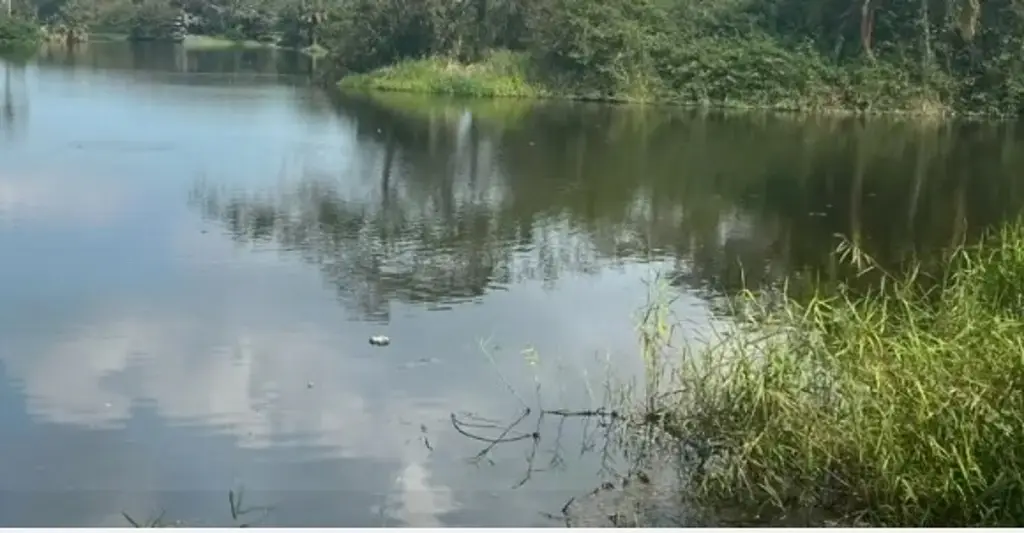 Imagen Aconsejan qué hacer si encuentras un cocodrilo como el de Lagos de Puente Moreno