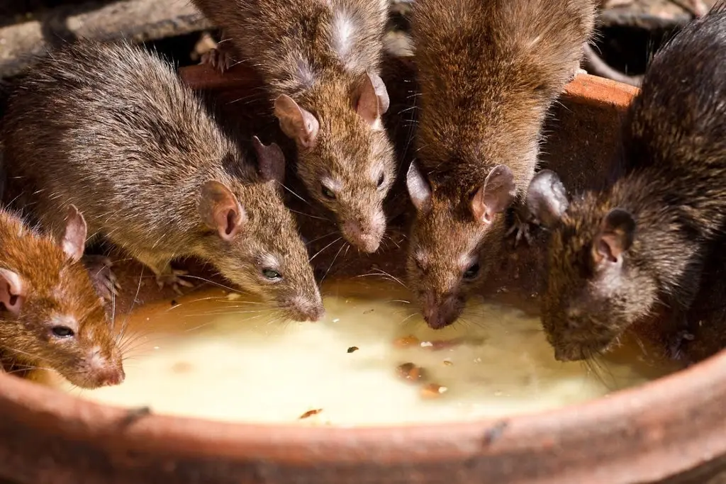 Imagen Poblaciones de ratas aumentan en ciudades por temperaturas cada vez más cálidas: Estudio