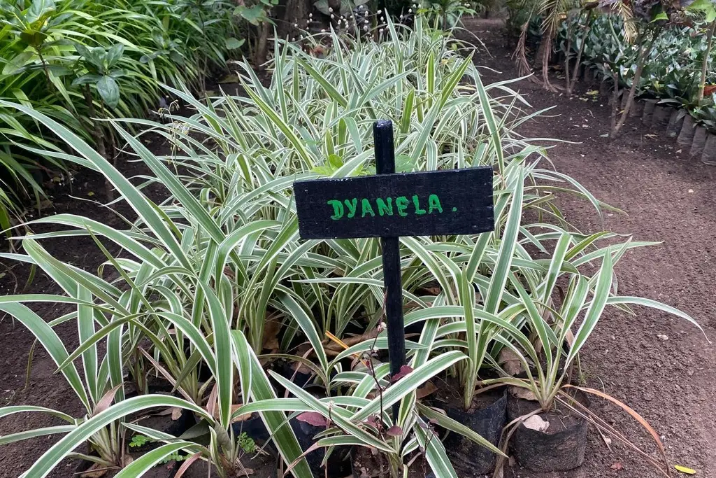 Imagen ¿Sabías que hay un vivero municipal de Veracruz? Donan árboles y plantas 