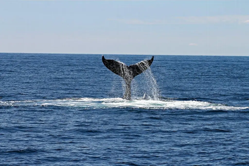 Imagen Canto de las ballenas tiene similitudes con el habla humana en términos de eficacia, según estudio