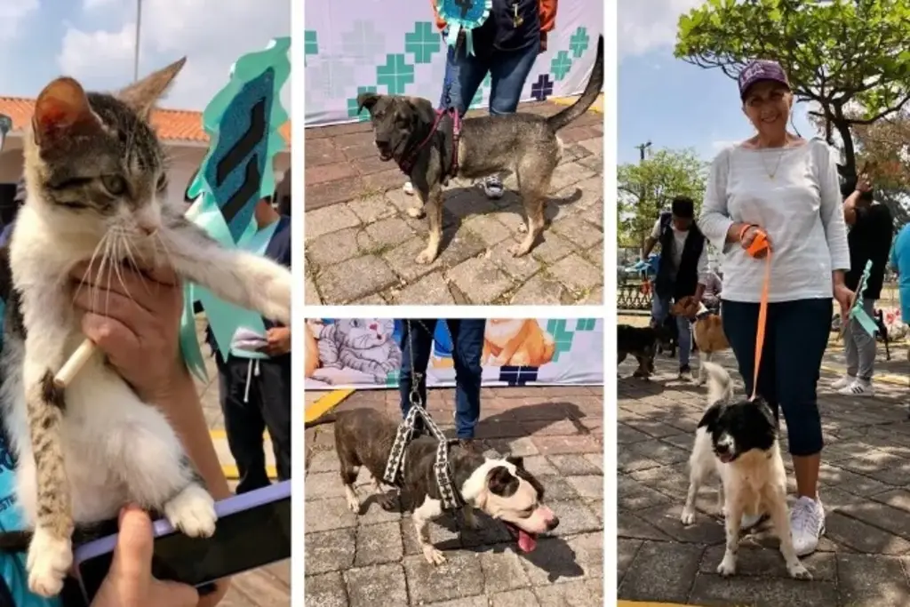 Imagen Expo Adopta: desfilarán perritos y gatitos en busca de una segunda oportunidad 