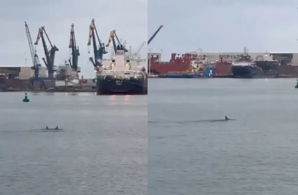 Imagen Captan delfines en Veracruz (+video) 