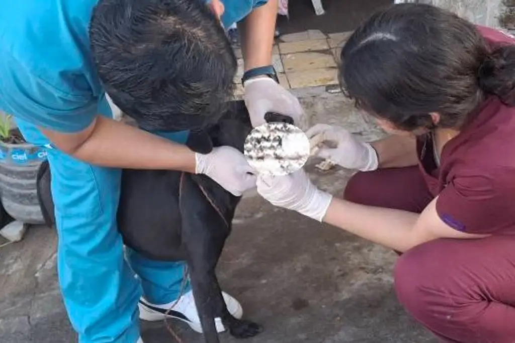 Imagen Cortan la lengua a perrito en colonia de Veracruz