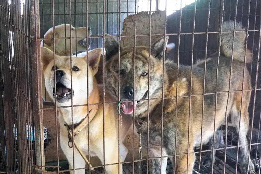 Imagen Cierran el 40% de las granjas de carne de perro tras ley que prohíbe su consumo en Corea del Sur