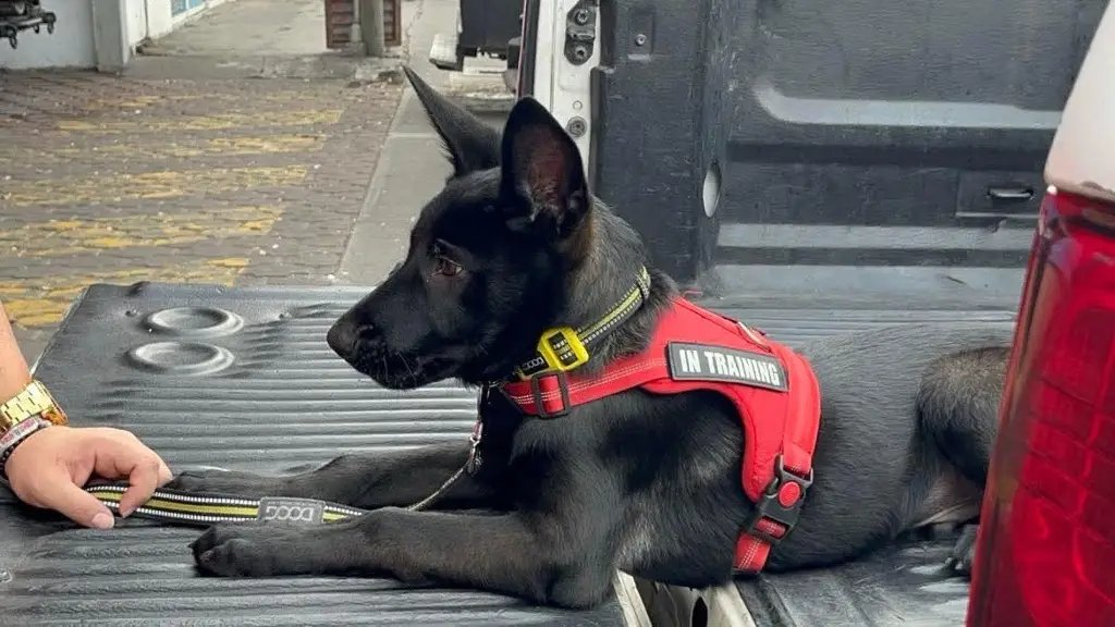 Imagen Él es Ónix, un cachorro que entrena la Cruz Roja en Veracruz para rescates