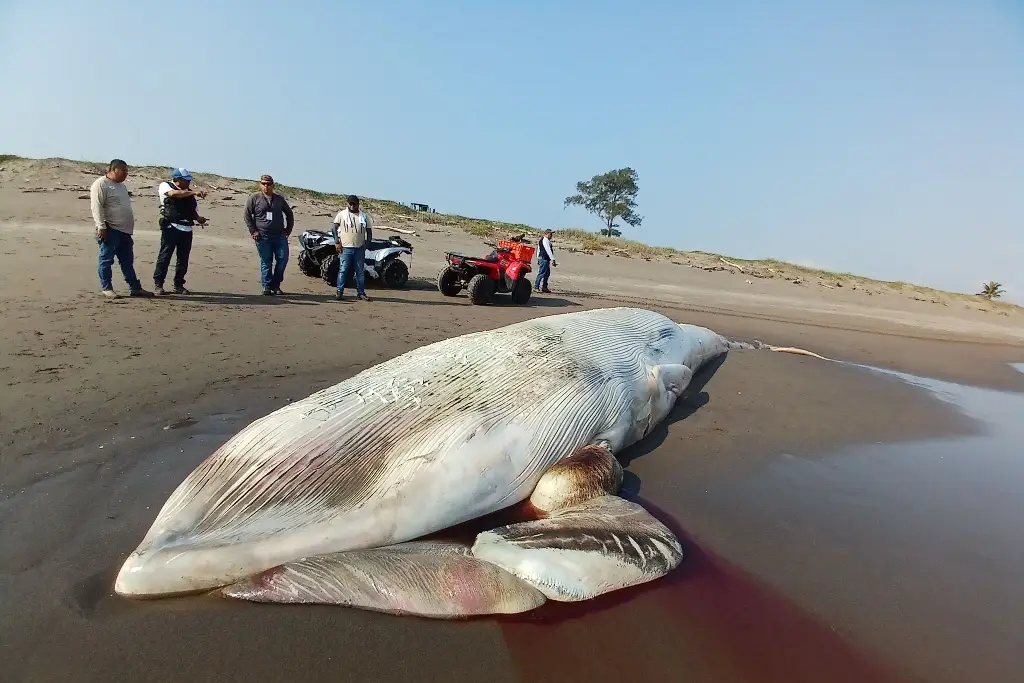 Imagen Hallan ballena muerta en playas de Nautla