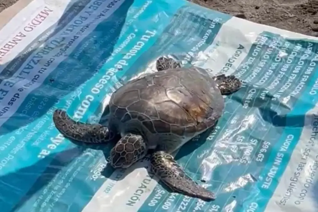 Imagen Hallan tortuga muerta en la Isla del Amor durante una limpieza de playas