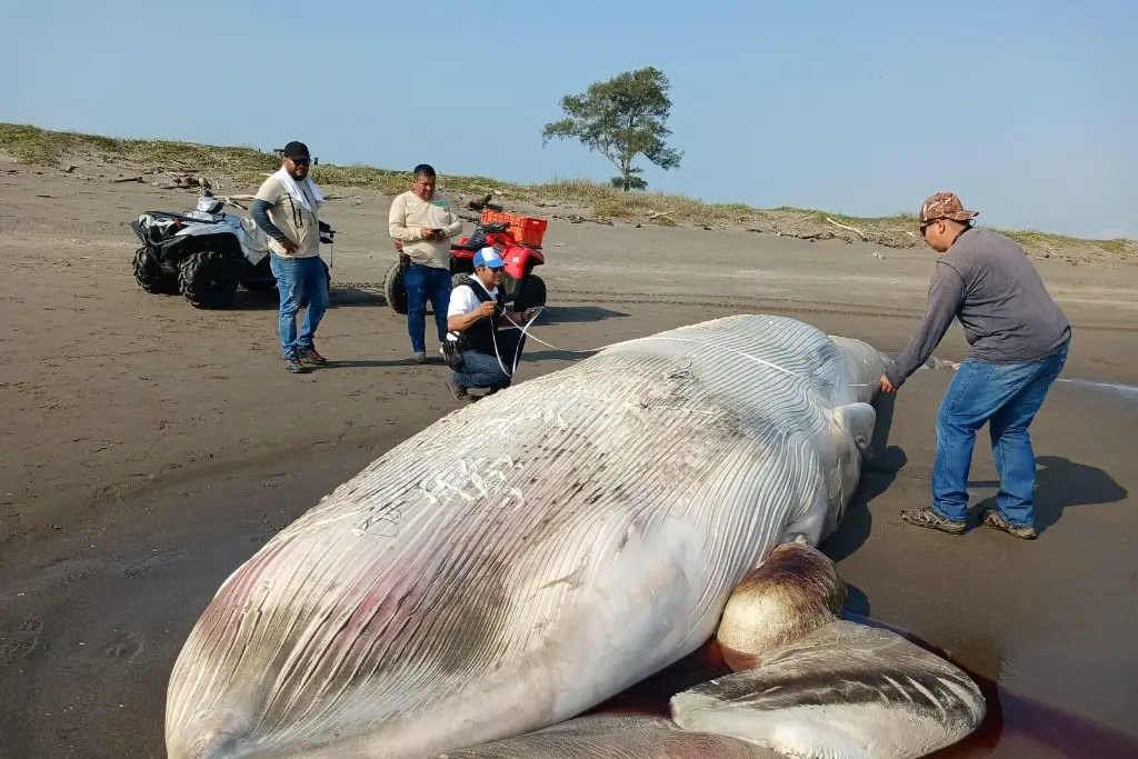 Imagen Ballena hallada en Nautla ya presentaba alto grado de descomposición