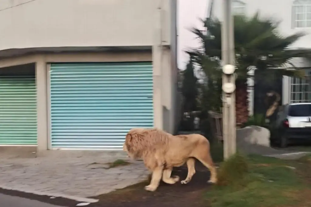 Imagen Alarma a vecinos león en vía pública la mañana de este miércoles (+Video) 