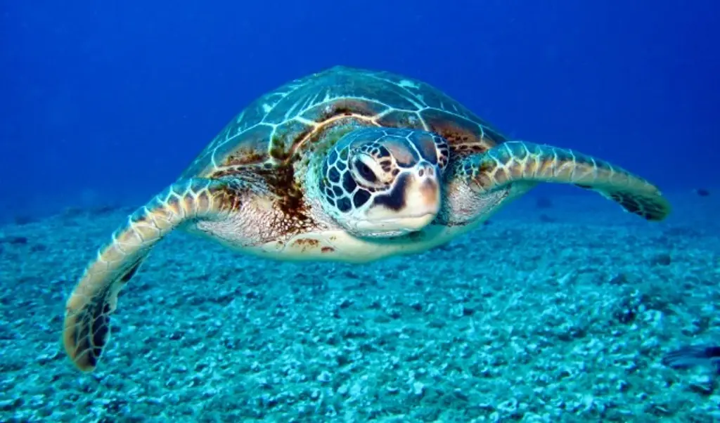 Imagen Tortugas marinas aprenden a distinguir la firma magnética de los lugares con alimento, según estudio