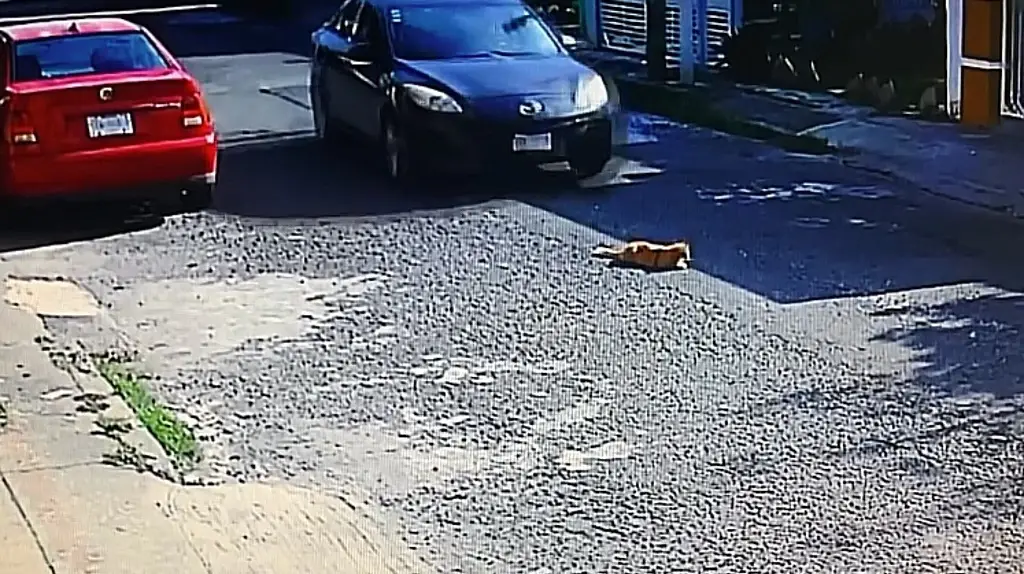 Imagen Captan a automovilista que atropelló y mató a gato en fraccionamiento de Veracruz (+Video)