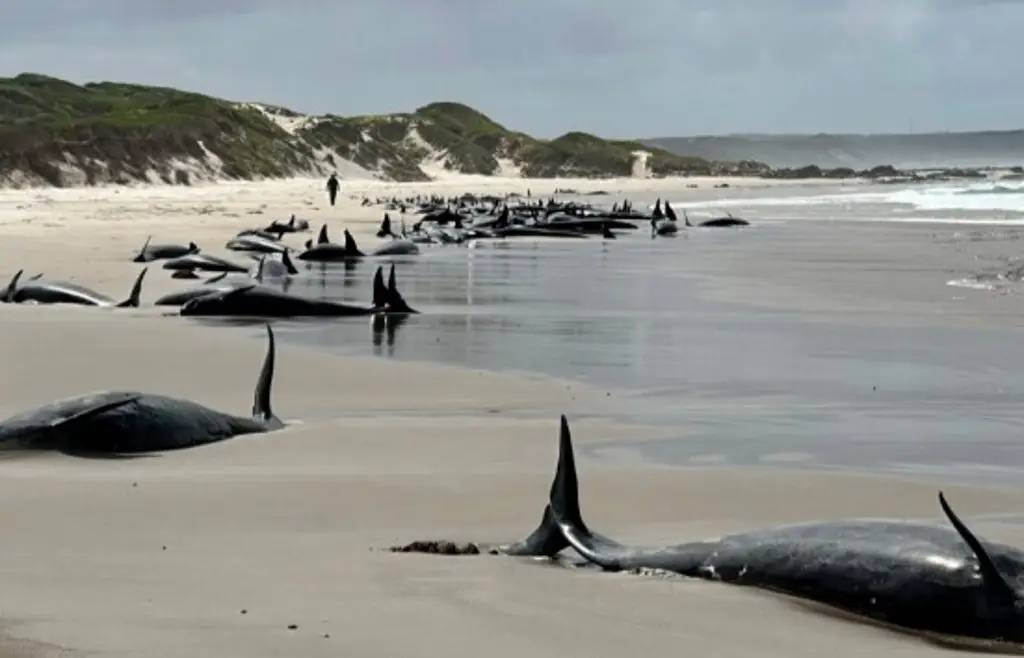 Imagen Quedan varadas más de 150 ballenas en una playa remota de Australia