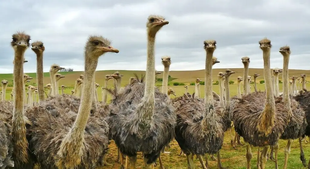 Imagen Aves de la familia de las avestruces demuestran ser más resolutivas de lo que se creía