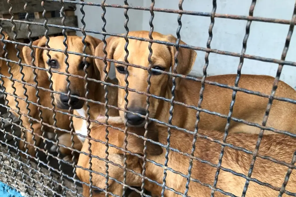 Imagen Dan en adopción a perritos que eran maltratados y fueron rescatados en Veracruz