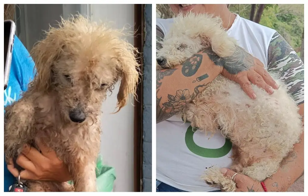 Imagen Perrito vuelve a su casa tras dos años perdido en Veracruz