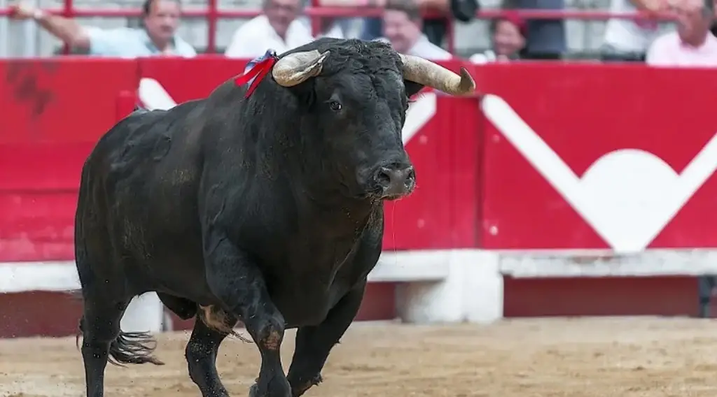 Imagen Jueza prohíbe utilizar instrumentos que lastimen animales en la Plaza de Toros 