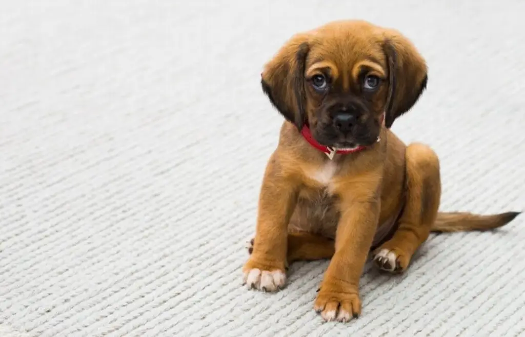 Imagen ¿Qué tomar en cuenta para saber si cremar o enterrar a nuestro perro?