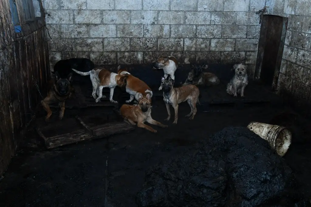 Imagen Rescatan más de 100 perros tras cateo en predio; presuntamente vendían su carne