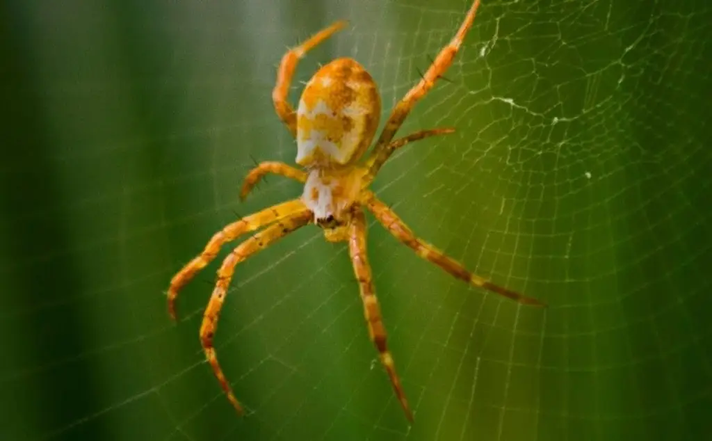 Imagen Esto puede provocar la picadura de una araña o cualquier otro insecto