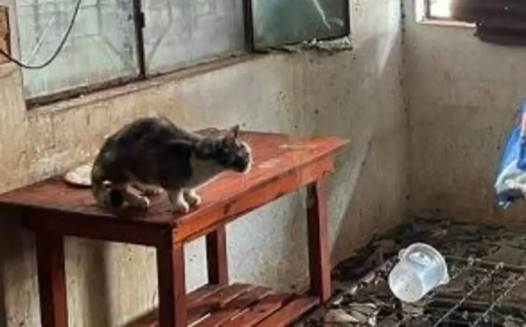 Imagen Rescatan a 50 gatos abandonados en una casa al norte de Veracruz 