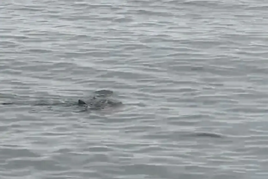 Imagen Captan mantarraya en Boca del Río (+video)