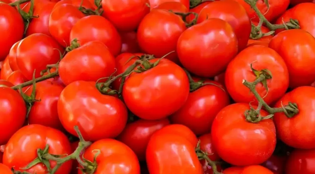 Imagen Científicos descubren genes que permiten cultivar tomates y berenjenas más grandes