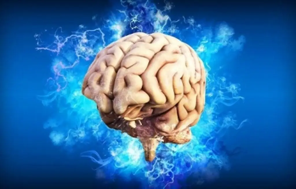 Imagen Un cerebro en desarrollo es capaz de reajustar funciones cuando falta una parte del cuerpo